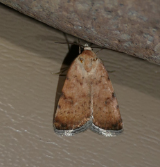 Micrathetis