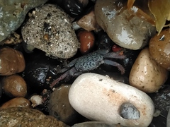 Geograpsus lividus