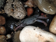 Geograpsus lividus