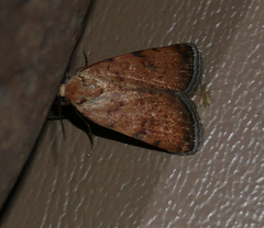 Micrathetis