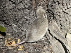 Saccostomus campestris