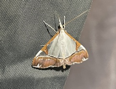 Viettessa margaritalis