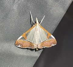 Viettessa margaritalis