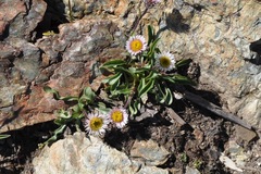 Erigeron alpinus