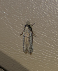 Phycitodes mucidella