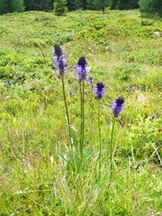Phyteuma betonicifolium