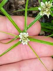 Cyperus tenerrimus