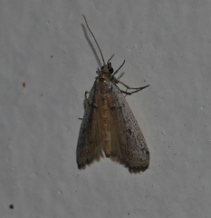 Phycitodes mucidella