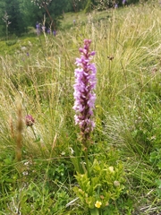 Gymnadenia densiflora