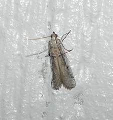 Phycitodes mucidella