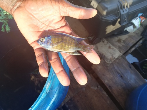 Copadichromis borleyi