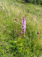 Gymnadenia densiflora
