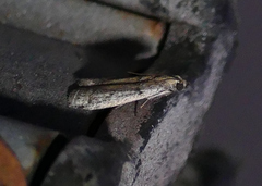 Phycitodes mucidella