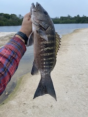 Lutjanus endecacanthus