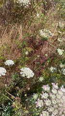 Daucus carota