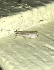 Crambus pascuella
