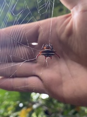 Gasteracantha curvispina