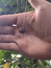 Gasteracantha curvispina