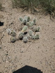 Cylindropuntieae
