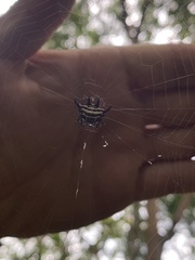 Gasteracantha curvispina