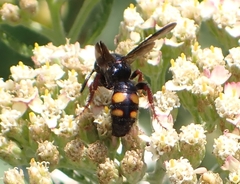 Scolia nobilitata
