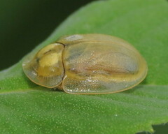 Physonota unipunctata