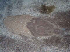 Solea senegalensis