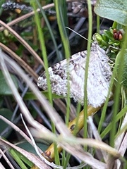 Xanthorhoe abrasaria