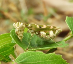 Acontista mexicana