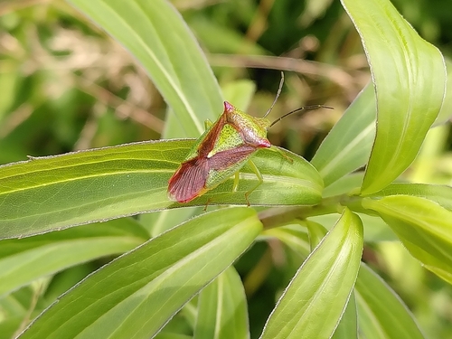 Acanthosoma haemorrhoidale