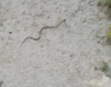 Pituophis deppei