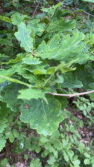 Quercus robur