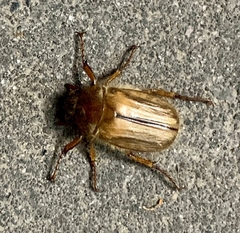 Amphimallon solstitiale