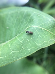 Hylaeus leptocephalus