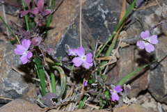 Ricotia cretica