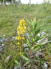 Solidago virgaurea minuta