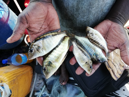 Short sand cichlid (Tramitichromis brevis) — Cichlidae — 2