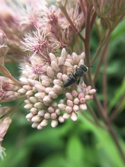 Coelioxys modestus