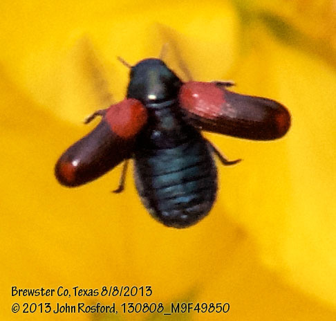 Saxinis apicalis