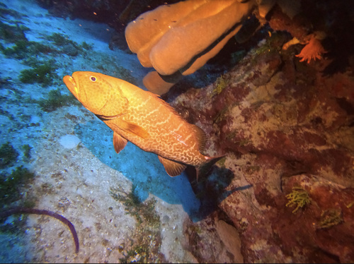 Gag (Mycteroperca tigris) — Serranidae — 4