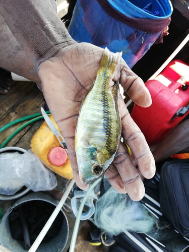 Short sand cichlid (Tramitichromis brevis) — Cichlidae — 4
