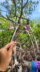 Myrmecophila tibicinis