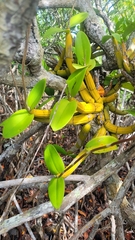 Myrmecophila tibicinis