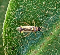 Campyloneura virgula