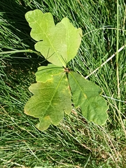 Quercus orocantabrica