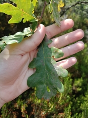 Quercus orocantabrica
