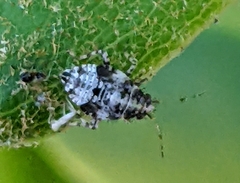 Deraeocoris flavilinea