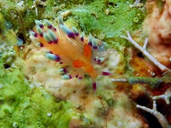 Coryphellina exoptata