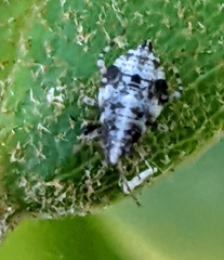 Deraeocoris flavilinea