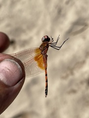 Trithemis imitata